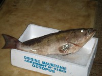 /album/galerie-de-photos-poisson-frais/com-grouper-epinephelus-costae-jpg/